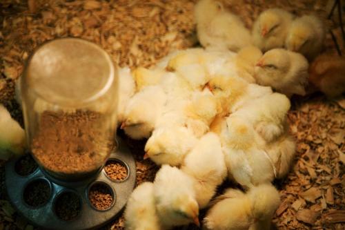 top 10 chicken Feed company in feni bangladesh